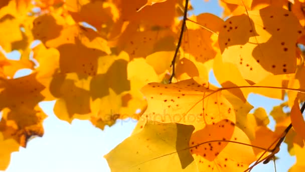 Vallende herfstbladeren — Stockvideo