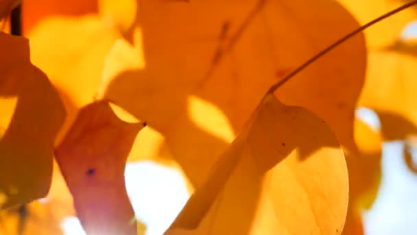 Feuilles jaunes au ralenti — Video