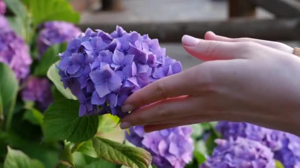 Жіночі руки насолоджуються квітами — стокове відео