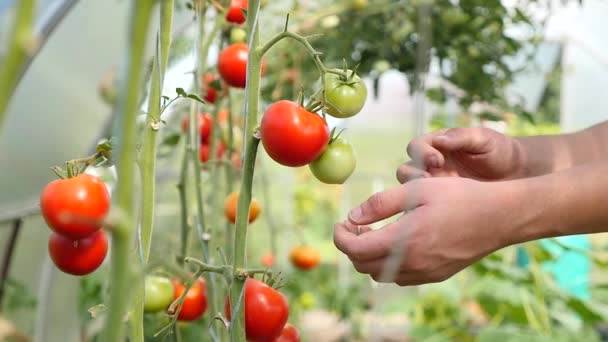 Tomates cultivados en invernadero vegetal — Vídeo de stock