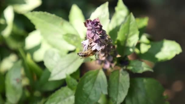 Abejas de miel recogen néctar de flores en primavera — Vídeo de stock