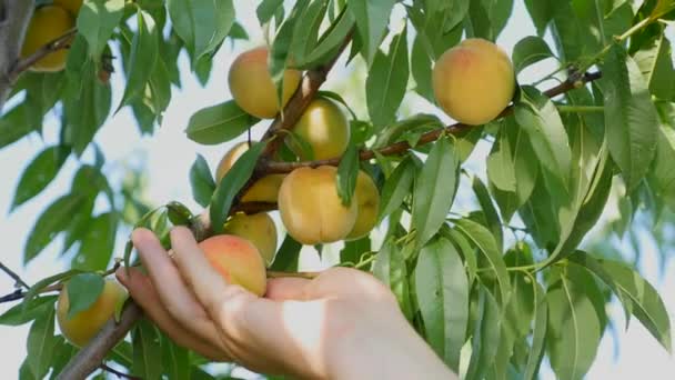 Стиглі органічні персики на дереві — стокове відео