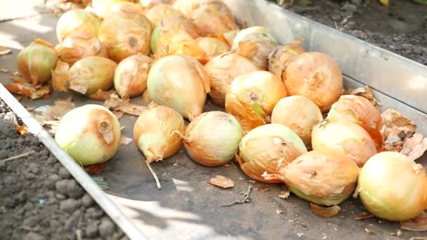 Lâcher des oignons dans le jardin — Video