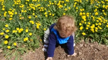 Karahindiba çiçek çayır üzerinde toplama bebek 