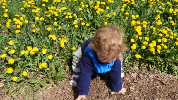 Bebé recogiendo flores de diente de león en el prado — Vídeos de Stock