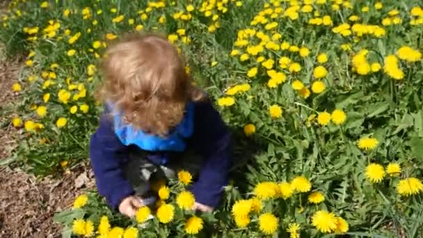 Bebé recogiendo flores de diente de león en el prado — Vídeos de Stock