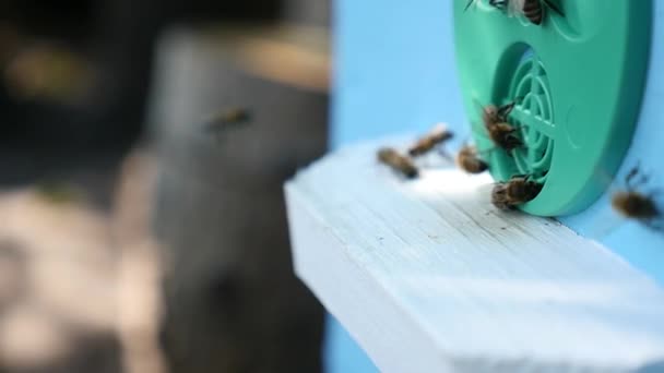 Abejas de miel recogen néctar de flores en primavera — Vídeo de stock