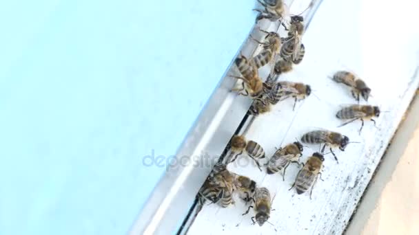 Abejas de miel recogen néctar de flores en primavera — Vídeo de stock