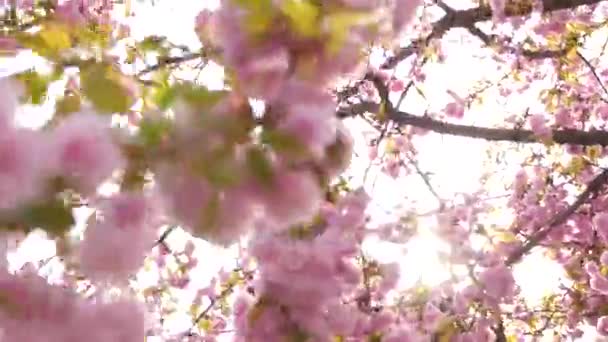 Fiori di ciliegio, fiori di sakura — Video Stock