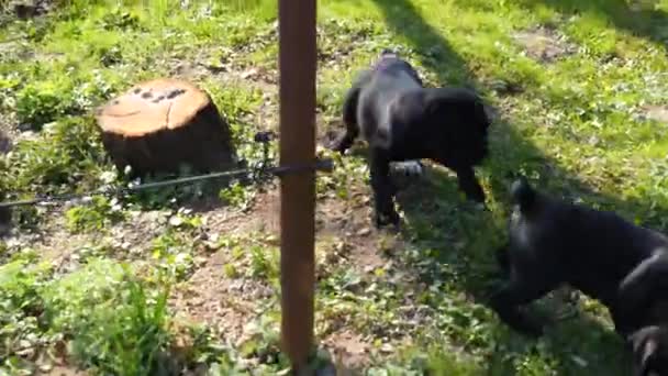 chiots corso canne courant dans le jardin de printemps 