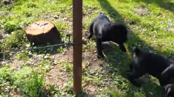 Bastón corso cachorros corriendo en el jardín de primavera — Vídeos de Stock