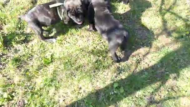 Cane corso puppies running in the spring garden — Stock Video