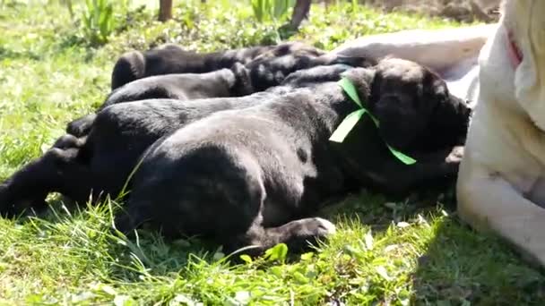 春の庭で実行されている杖コルソ子犬 — ストック動画