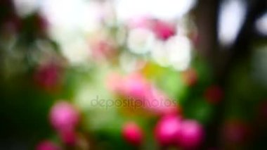 Bahar çiçeği. Bahçede çiçek güzel elma ağacı