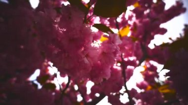 Bahar çiçekleri. Bahar arka plan