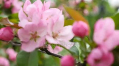  ilkbaharda çiçek açan kiraz pembe çiçekler