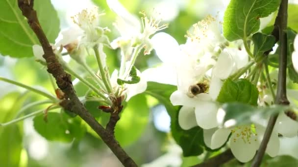 Яблочные цветы весной — стоковое видео