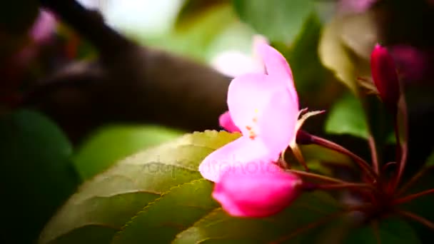 Cherry-roze bloemen bloeien in de lente — Stockvideo