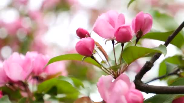 Cherry-roze bloemen bloeien in de lente — Stockvideo