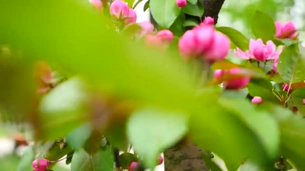 Ροζ κεράσι λουλούδια που ανθίζουν την άνοιξη — Αρχείο Βίντεο