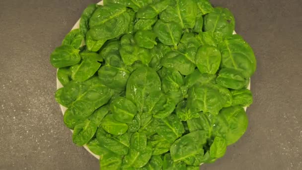 Time lapse of preparing baby spinach leaves — Stock Video