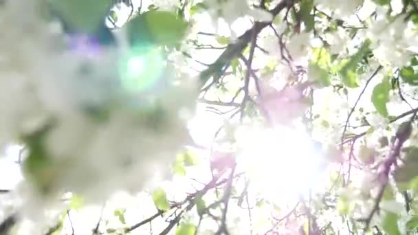 Schöner blühender Apfelbaumgarten — Stockvideo