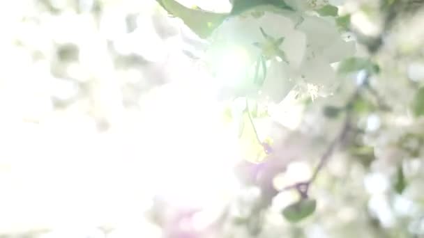 Vacker blommande äppelträdsträdgård — Stockvideo