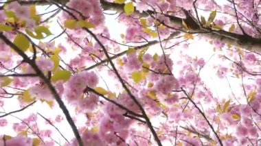 Sakura bahar çiçekleri. Bahar çiçeği arka plan. Sakura ağacı üzerinde dağlar çiçek açan ve güneş patlaması ile güzel doğa manzara. Japon bahçe. Güneşli bir gün. Bulanık arka plan