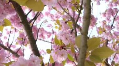 Sakura bahar çiçekleri. Bahar çiçeği arka plan. Sakura ağacı üzerinde dağlar çiçek açan ve güneş patlaması ile güzel doğa manzara. Japon bahçe. Güneşli bir gün. Bulanık arka plan