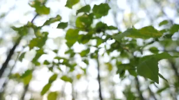 Grenar med färska gröna blad rör sig mot suddig skog träd bakgrund, vinden blåser livfulla lämnar på trädet brach — Stockvideo