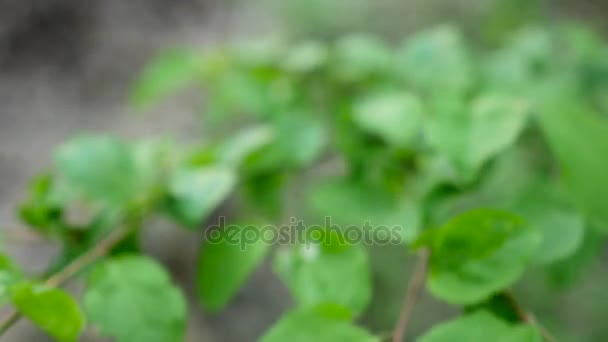 Rami con foglie verdi fresche che si muovono sullo sfondo di alberi forestali sfocati, Vento che soffia foglie vibranti sulla brach degli alberi — Video Stock