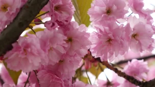 Sakura Spring Flowers. Sfondo di fiori di primavera. Bella scena naturale con albero Sakura in fiore sopra le montagne e bagliore solare. Giardino Giapponese. Giornata di sole. Astratto sfondo sfocato — Video Stock