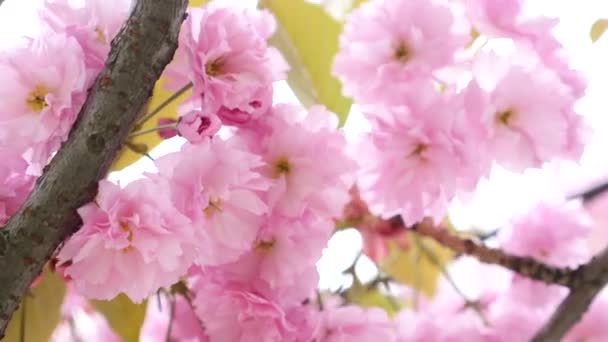 樱花春天的花朵。春天开花的背景。盛开的樱花树在山与太阳耀斑的美丽的自然场景。日本花园。阳光灿烂的日子。抽象的模糊的背景 — 图库视频影像