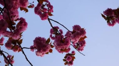 Sakura bahar çiçekleri. Bahar çiçeği arka plan. Sakura ağacı üzerinde dağlar çiçek açan ve güneş patlaması ile güzel doğa manzara. Japon bahçe. Güneşli bir gün. Bulanık arka plan
