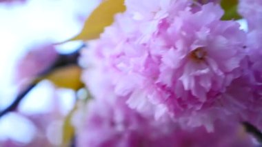 Sakura bahar çiçekleri. Bahar çiçeği arka plan. Sakura ağacı üzerinde dağlar çiçek açan ve güneş patlaması ile güzel doğa manzara. Japon bahçe. Güneşli bir gün. Bulanık arka plan