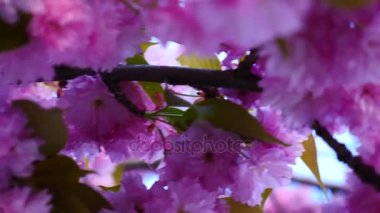 Sakura bahar çiçekleri. Bahar çiçeği arka plan. Sakura ağacı üzerinde dağlar çiçek açan ve güneş patlaması ile güzel doğa manzara. Japon bahçe. Güneşli bir gün. Bulanık arka plan