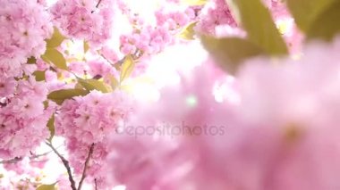 Sakura bahar çiçekleri. Bahar çiçeği arka plan. Sakura ağacı üzerinde dağlar çiçek açan ve güneş patlaması ile güzel doğa manzara. Japon bahçe. Güneşli bir gün. Bulanık arka plan
