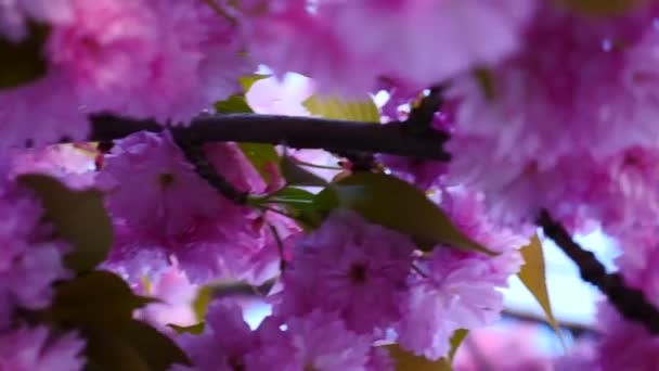 Sakura jarní květiny. Jarní květy pozadí. Krásné přírodní scéna s kvetoucí Sakura strom přes hory a sluneční erupce. Japonská zahrada. Slunečný den. Abstraktní rozmazané pozadí