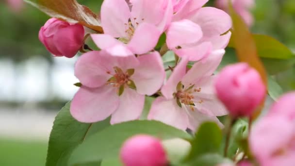 Roze bloemen die bloeien in de lente. Grote panoramische scène van de bloei roze boom tegen de achtergrond van de groene bladeren. Middellange lage hoek ondiepe diepte van veld tracking schuifregelaar schot — Stockvideo