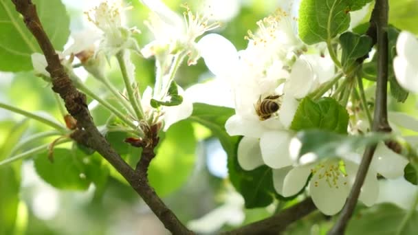 Flor de manzana blanca de cerca flor blanca cielo azul fondo flor blanca moviéndose lentamente por la brisa primaveral viento suave moviéndose a través de las ramas increíble hermoso árbol frutal grande mirando en primavera — Vídeo de stock