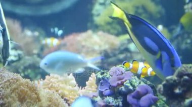 Bir palyaço balık yakın bir anemone yüzüyor. Su altında harika palyaço balık.