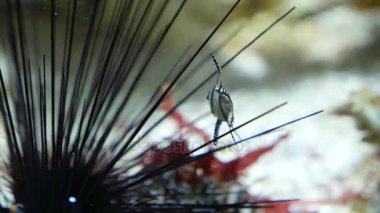 Siyah diadem deniz kestanesi gezinmeler çerçeve aracılığıyla yakın atış.