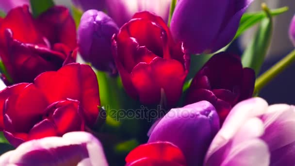Close-up of a bouquet of tulips on a light background. Beautiful bouquet of colorful tulips. — Stock Video