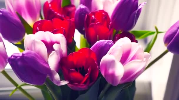 Nahaufnahme eines Straußes Tulpen auf hellem Hintergrund. schöner Strauß bunter Tulpen. — Stockvideo