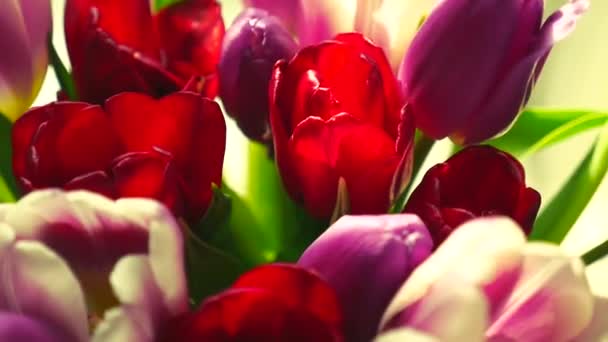 Primer plano de un ramo de tulipanes sobre un fondo claro. Hermoso ramo de tulipanes coloridos . — Vídeo de stock