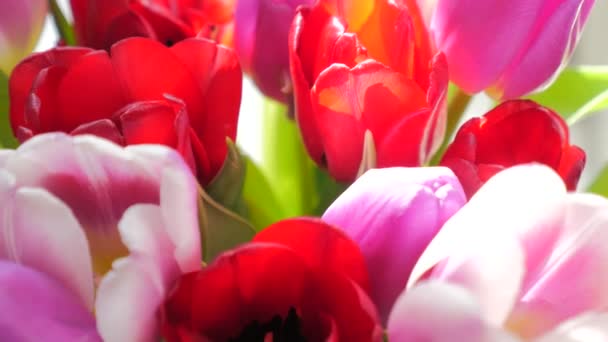 Close-up of a bouquet of tulips on a light background. Beautiful bouquet of colorful tulips. — Stock Video