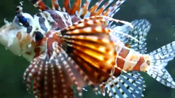 Lionfish, gracefully floating over a coral reef. Red lionfish (Pterois volitans) underwater panning shot. — Stock Video