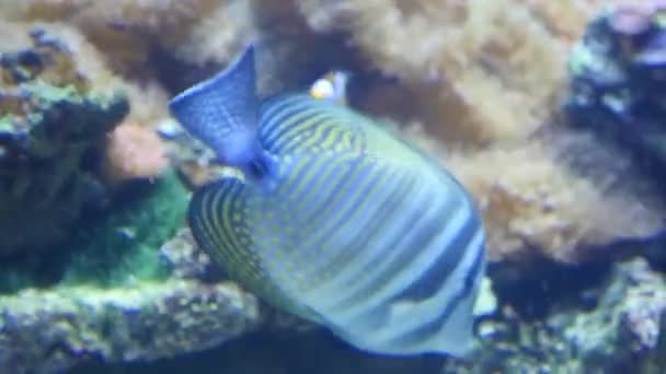Peixes de recife nadam pacificamente entre os corais no fundo de anêmonas marinhas e corais moles — Vídeo de Stock
