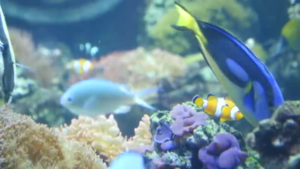 Clown ryb plave v blízkosti sasanky. Nádherné ryby klaun, pod vodou. — Stock video