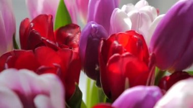 Lale hafif bir arka plan üzerinde bir buket Close-Up. 